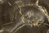 Polished Cretaceous Petrified Wood Round - Texas #319277-1